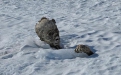 کشف جسد کوه نورد مدفون در برف ، پس از 55 سال 