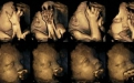 تصاویر تکان دهنده از وحشت جنین هنگام سیگار کشیدن مادر 