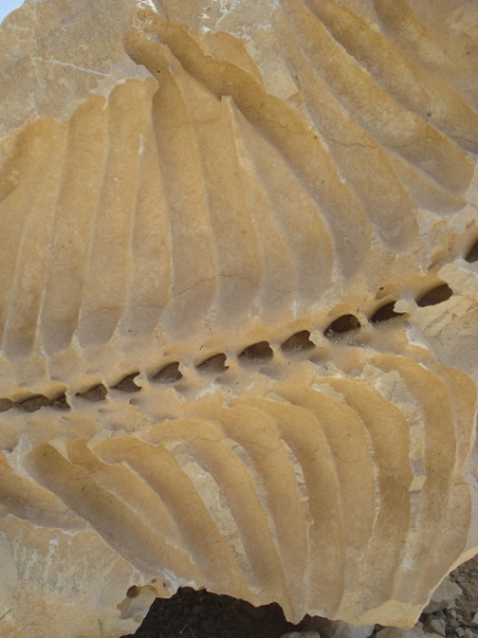 کشف دو فسیل گاو دریایی در شیرین سو + عکس