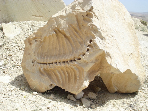 کشف دو فسیل گاو دریایی در شیرین سو + عکس