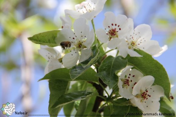 شکوفه های سیب در فصل بهار