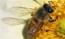 اجرای طرح سرشماری زنبور عسل در همدان