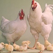 استان همدان در رتبه یازدهم تولید مرغ گوشتی در کشور
