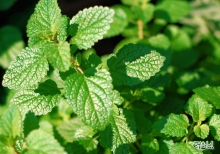 3 سبزی معجزه‌گر در درمان کم‎خونی و آسم 