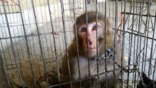  کشف یک قلاده میمون هندی در دره مرادبیک همدان