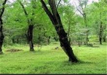 ۱۳۰ هکتار جنگل جدید در نهاوند ایجاد می‌شود