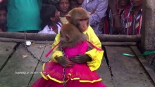 مراسم عروسی میمون ها در هند
