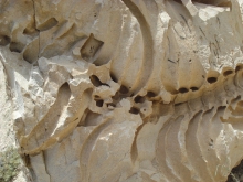 فسیل های 20 میلیون ساله، در شهر شیرین سو ماندگار شدند