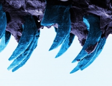 کشف قوی‎ترین ماده جهان در دندان خاره‏‌چسب 