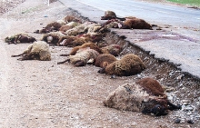 تلف شدن 12 رأس گوسفند در تصادف با خودرو پژو