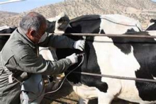  شیوع بیماری تب مالت در استان همدان بالاتر از استان‌های مرزی است 