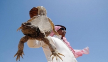 خوردن مارمولک مرد عربستانی را معروف کرد (+عکس)
