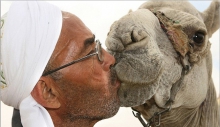 شتر بوسی عربستانی ها+تصاویر