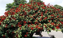درخت رژلب در منطقه آمازون (+عکس) 