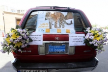  یوزپلنگ ایرانی روی ماشین عروس قزوینی نشست
