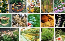 گیاهان دارویی همدان گونه هایی با ارزش اقتصادی 