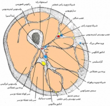 دلیل اصلی چاق شدن ران ها 