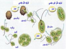 جمع بندی نکته های آغازیان(زیست پیش دانشگاهی )