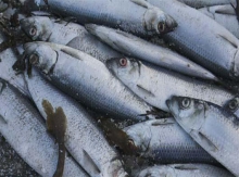 کشف ۳ و نیم تن ماهی فاسد در اسدآباد