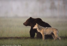 دوستی عجیب خرس و گرگ + تصاویر 