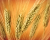 خرید 60 هزار تن گندم از کشاورزان شهرستان رزن