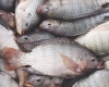 آیا ماهی تیلاپیا آلوده است؟