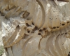 کشف فسیل 20میلیون سال پیش در کبودراهنگ