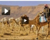 عجیب ترین شیوه قاچاق شتر به عربستان +فیلم