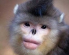 میمونی خواننده با لب پروتز شده و دماغ عملی+عکس