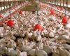 پرورش مرغ «سبز» نیازمند فرهنگسازی در بین تولیدکنندگان است