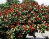درخت رژلب در منطقه آمازون (+عکس) 