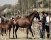  تنگناهای پرورش اسب در همدان 