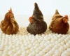 رتبه نخست تولید تخم مرغ استان همدان، از آن تویسرکانی ها