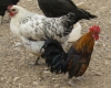 اعطای تسهیلات 20 تا 300 میلیون ریالی جهت تکثیر مرغ بومی در همدان