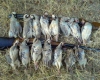  85 شکارچی متخلف سال گذشته در همدان دستگیر شدند