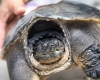 کشف لاک‌پشت زنده 500 ساله+عکس